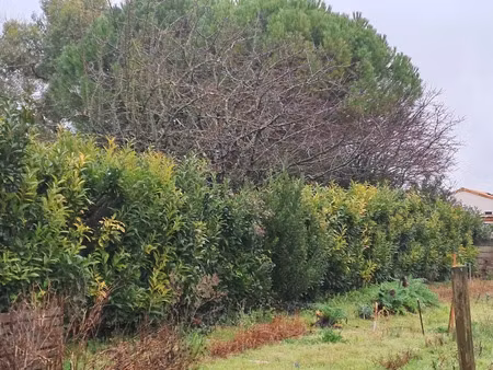 vente terrain 300 m² à saint-sulpice-de-royan (17200)  120 000 €