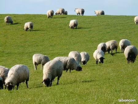 cherche terrain agricole