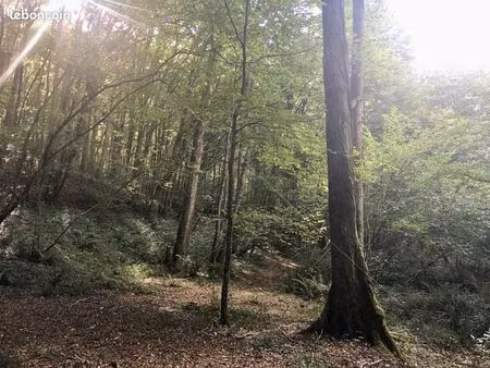 forêt / bois