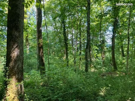 terrain boisé