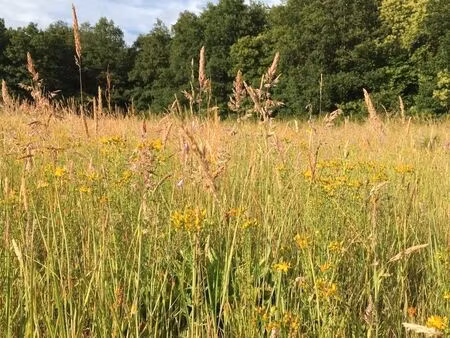 herbage / a faucher