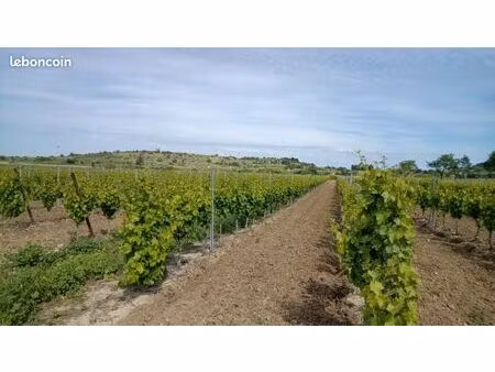 vignes