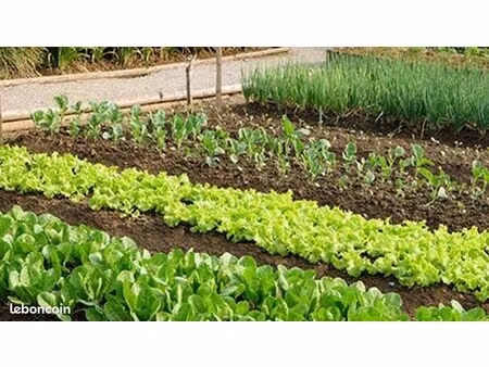 jardin potager