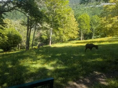 location terrain pour cheval