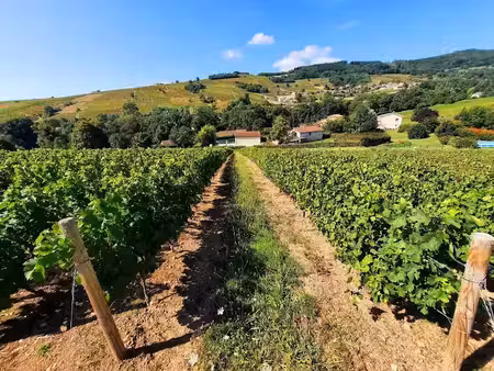 vente terrain 7256 m² à juliénas (69840)  35 000 €