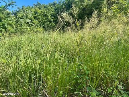terrain à louer pour élevage moutons / cabris – le françois