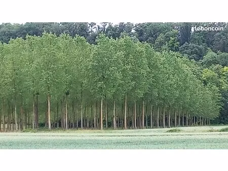 peupleraie