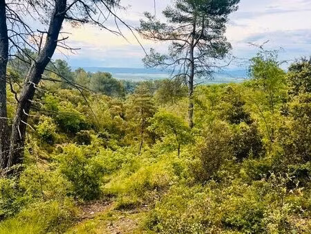 terrain boisé