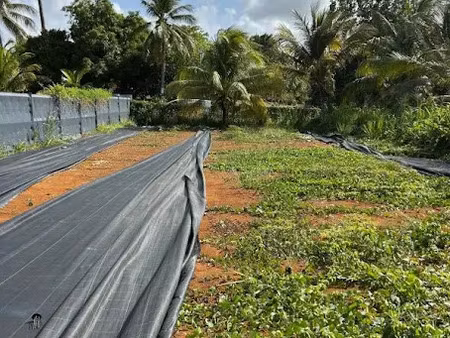 vente terrain à batir 701 m² à baie mahault (97122)  270 000 €