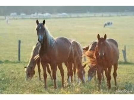 recherche corps de ferme + hectares pâturables à vendre ou à louer