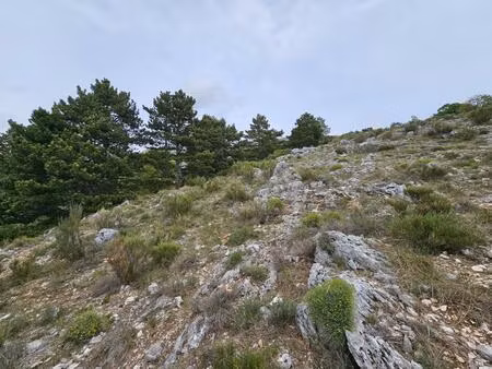 terrain