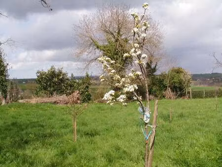 vente terrain à caro (56140) : à vendre / caro