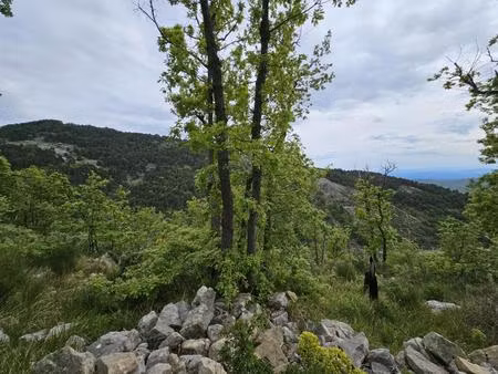 terrain