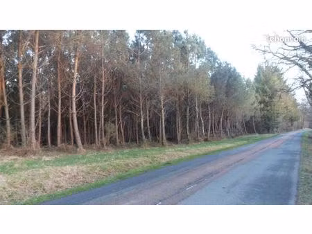 terrain et bois
