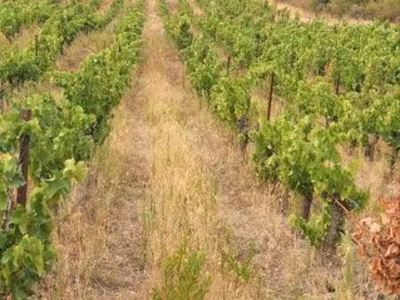 vignes et terres à vendre aigues-vives herault