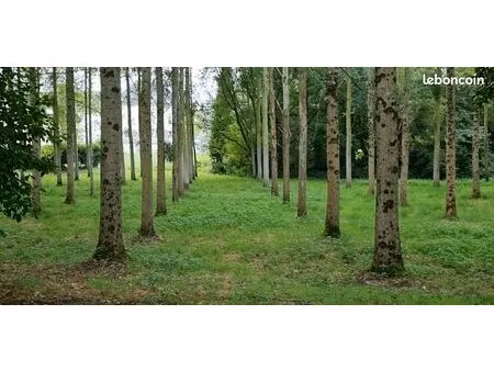 terrain de 120 peupliers adultes (20 ans)