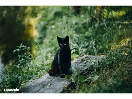recherche sanctuaire chat pour l'association