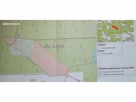 parcelle pin maritime