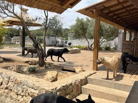 location pension canine
