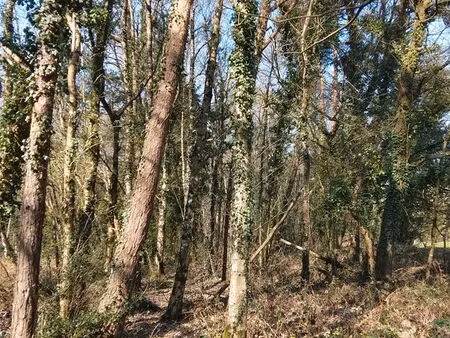 forêt 1600 m2