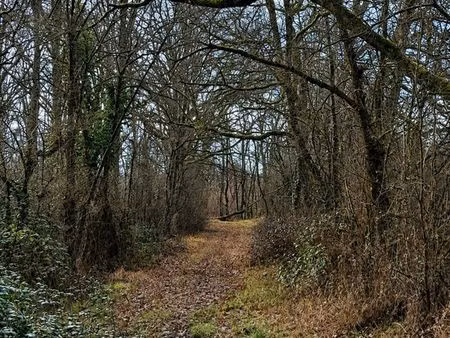 deux parcelles taillis