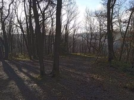 parcelle bois (feuillus) de 1 hectare 41 centiares
