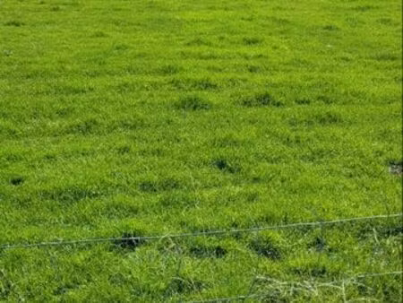 terrain 5000m2 en bail à construction