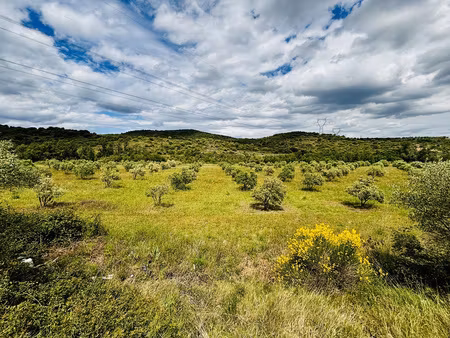 terrain agricole de 25200m2 avec oliviers