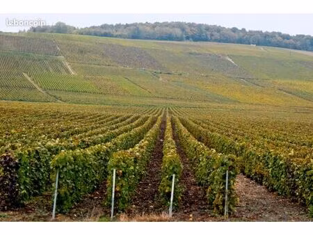 recherche droit de plantation