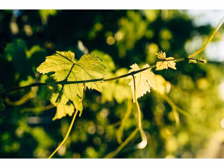 vente propiété agricole de 20 ha en aoc malepère
