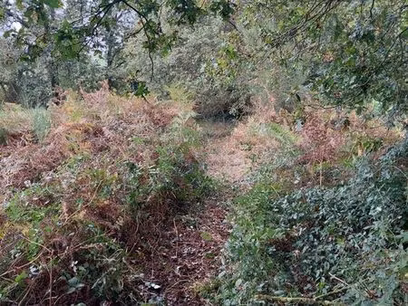 terrain de loisir forets monteneuf