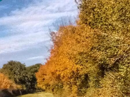 forêt de chasse de 18 hectares à benon