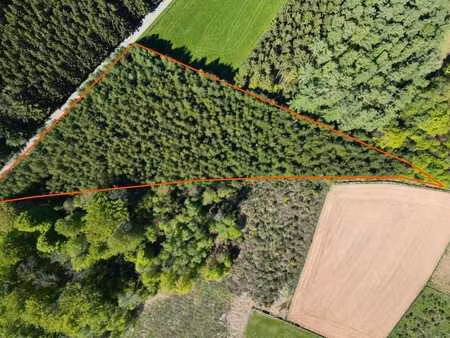 porcheresse - parcelle de résineux en bord de route
