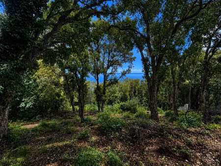 vente terrain 1562 m² brando (20222)