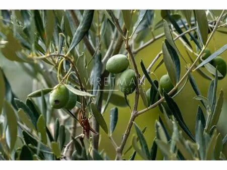 achat terrain 1 000m² gorbio 06500