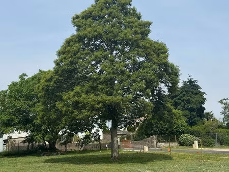 vente terrain 481 m² à pluvigner (56330)  104 461 €
