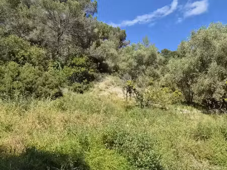 vente terrain 13374 m² gorbio (06500)