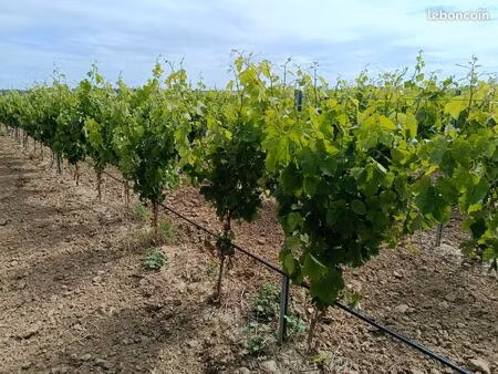 vend vigne merlot