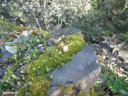 terre agricole en bio