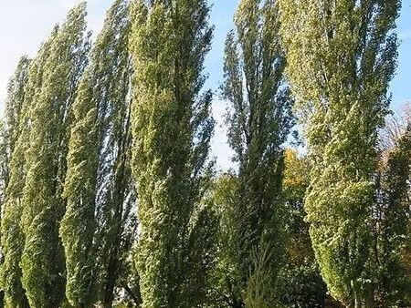 achète peupleraie ou terrain à peupliers