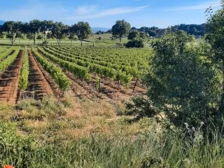 vigne à vendre