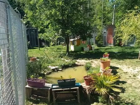 garderie chien à vendre