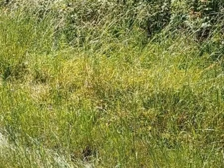 terrain 10000m2 a civrac de blaye33