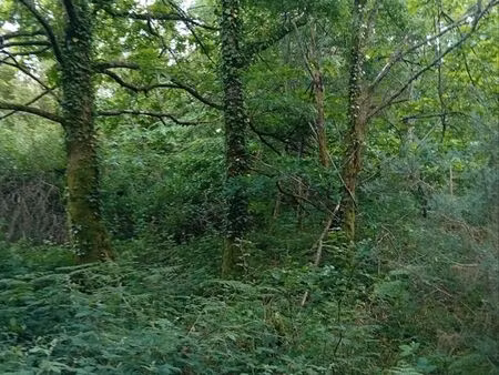 7000m2 de bois