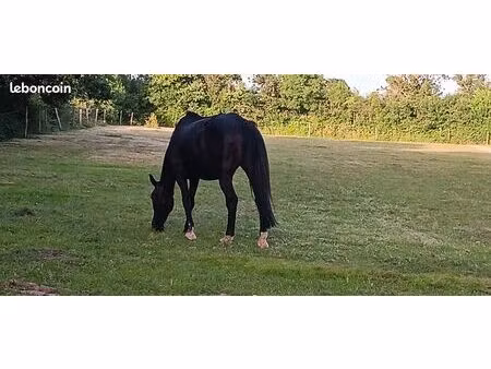 recherche maison avec terrains pour chevaux