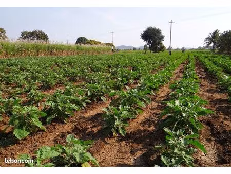 recherche terrain agricole à louer – maraîchage bio (notre-dame-d’oé / nord indre-et-loire