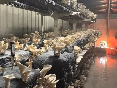fermes de champignons prêtes à exploiter