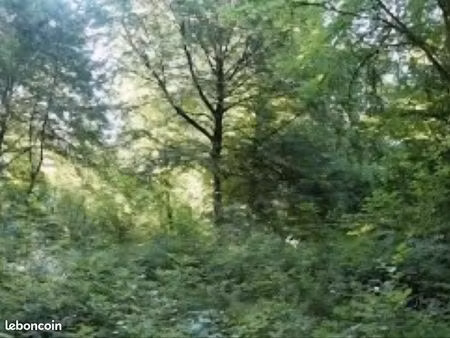 terrain boisé