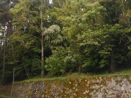 terrain avec arbres feuillus pin sapin