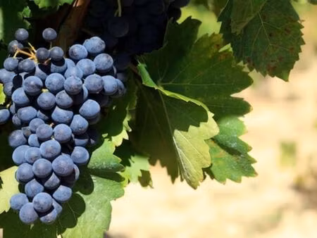 vignes aoc st emilion grand cru 2.21ha